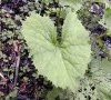 feuille basale