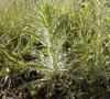 pilosité de la plante