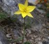 plante entière DB