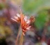 inflorescence