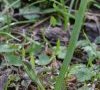 plante entière en bouton