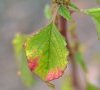 feuille