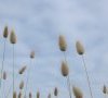 Inflorescences © ET
