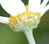 bractées du calice