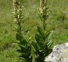 plantes entières