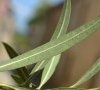 feuille dessous
