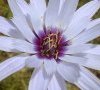 centre de la fleur et étamines