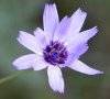 fleur