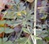 Feuille caulinaire