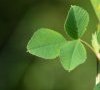 (anciennement subsp suffruticosa)