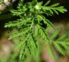 feuille caulinaire