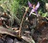 plante entière