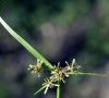 inflorescence