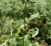 inflorescence DB