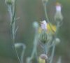 subsp. foetida