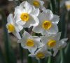 inflorescence