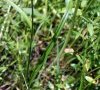 feuille