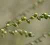 panicule en fleur