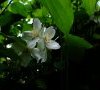 Fleurs © ET