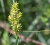 inflorescence