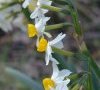 inflorescence