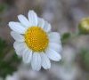 calice à fleurs radiées