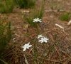 Inflorescence © ET