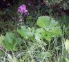 feuilles basales