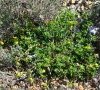 (anciennement subsp leiocarpa)