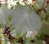 feuille