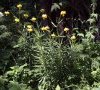 milieu