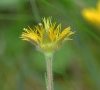 Fleur