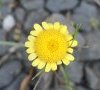capitule à fleurs radiées