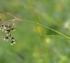 inflorescence DB