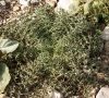 rosette