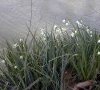 milieu