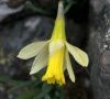 fleur