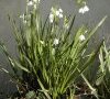 plante entière