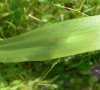 feuille basale