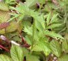 Feuille caulinaire