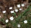 inflorescence