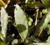 feuille