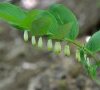 inflorescence