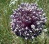 inflorescence