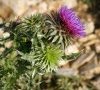 inflorescence