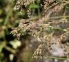 inflorescence