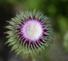 bouton