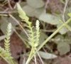 Folioles