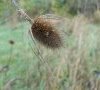 Plante en automne © ET