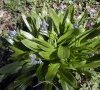plante entière